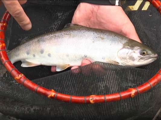 ついに本命の本流大型ヤマメが姿を現した。居着きのヤマメはパーマークも残る美しい魚体。朝イチに得たヒントから導き出された価値ある1匹を手にした。「答え合わせをしっかりやっていくことでその日の釣りが成り立っていく」と身をもって示してくれた。 &copy;釣りビジョン