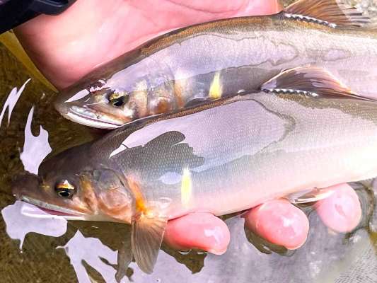 重量たっぷりのデカ鮎が続く。この日の最大は25cmのデカ鮎！ &copy;釣りビジョン