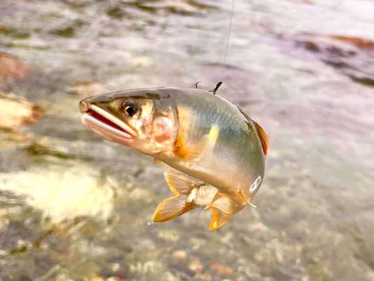 活性も上がりバレは減り、背掛かりが増えた！ &copy;釣りビジョン