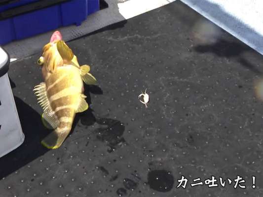 砂地ではカニを捕食していたようだ！ &copy;釣りビジョン