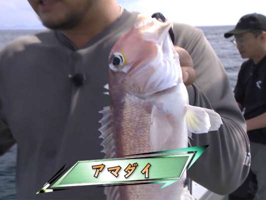 見事、狙い通りにアマダイを釣り上げる。 &copy;釣りビジョン
