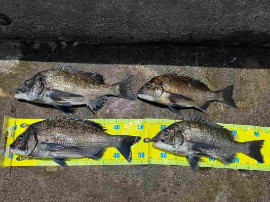 最大50.5cmの4枚で納竿とした！ &copy;釣りビジョン