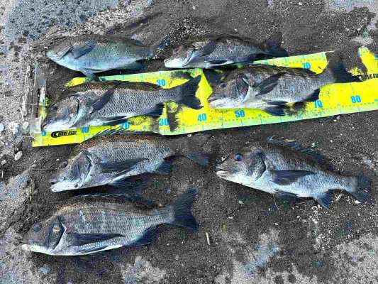 40cmを中心にチヌ6枚の釣果であった！ &copy;釣りビジョン