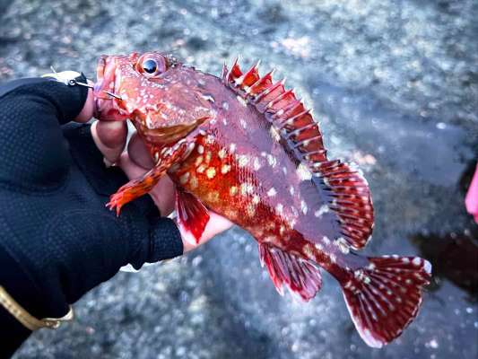 良型のカサゴ。尺近いカサゴも釣れた。 &copy;釣りビジョン