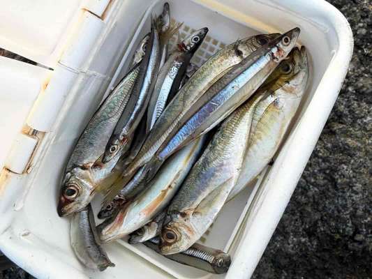 つけ餌は豆アジとキビナゴ。 &copy;釣りビジョン