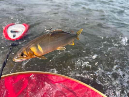 午後はアタリが強く、掛かりも良くなった。 &copy;釣りビジョン