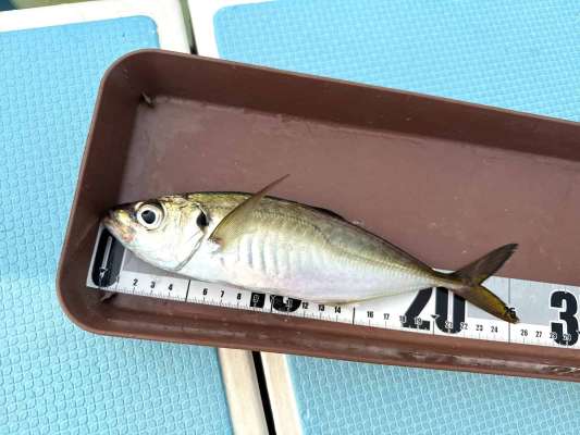 アベレージが24cm前後と丁度良いサイズ！ &copy;釣りビジョン