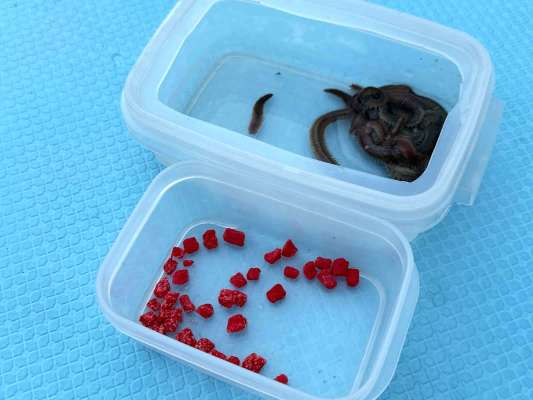 付け餌はアオイソメと、赤く染めたイカの短冊切り・通称“赤タン”。 &copy;釣りビジョン