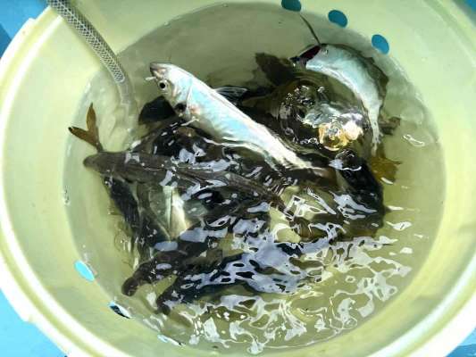 開始60分の釣果、桶は見る見る充たされて…。 &copy;釣りビジョン