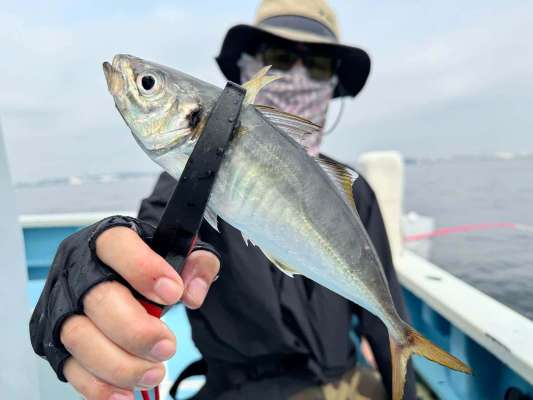 東京湾のブランドフィッシュ“金アジ”。 &copy;釣りビジョン