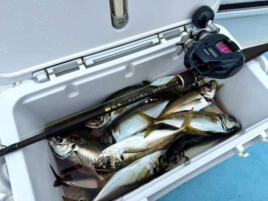 平均的な釣果、帰宅後の食卓が楽しみ！ &copy;釣りビジョン
