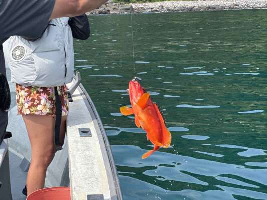 鮮やかな魚体にテンション上がる！ &copy;釣りビジョン