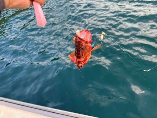 型は選べないがアタリの多さは特筆の胴突き仕掛け。 &copy;釣りビジョン