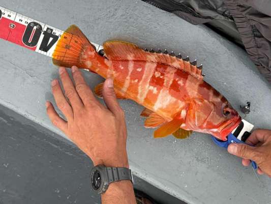 夏の暑さにも、根掛かりにも負けず、35cmオーバー。 &copy;釣りビジョン