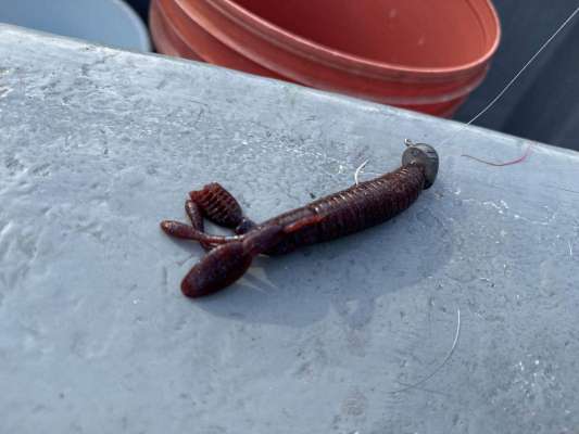 ホッグワームのジグヘッドリグ、カラーも重要。 &copy;釣りビジョン