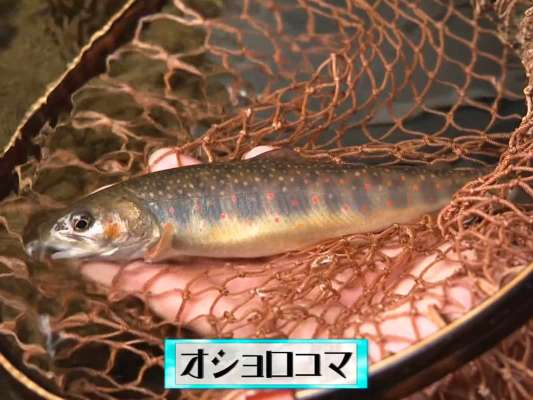 北海道ファーストフッシュは、平打ちミノー「ラーカムア50HS」で釣り上げたオショロコマ。釣行前は流れの緩い所にいるかと思っていたそうだが、実際には流れが当たっている所でヒット。「思っていたのと違った、体感できて嬉しい」とゲリーさん。 &copy;釣りビジョン
