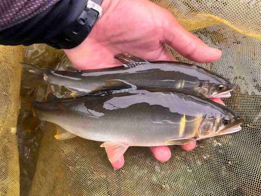 体高、身幅太い重量感のあるデカ鮎が連続ヒット。 &copy;釣りビジョン