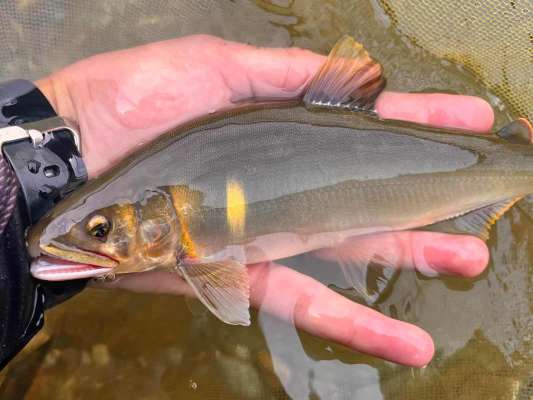 サイトで釣れたデカ鮎！ギラリン！と気持ちの良いアタリ！この体高は凄い！ &copy;釣りビジョン
