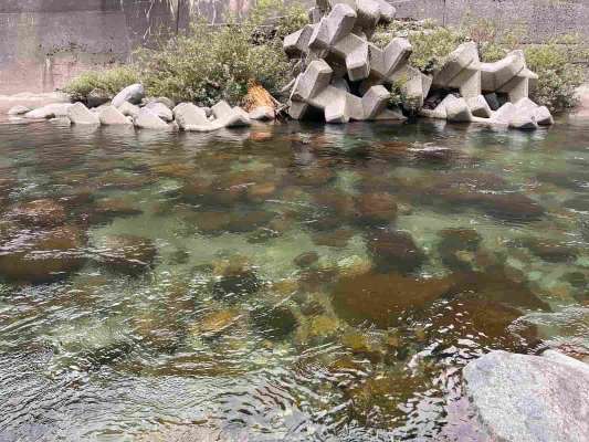 透明度の高い美しい川！午後になればトロ場で良型鮎の追い合う姿が多く見られた！ &copy;釣りビジョン