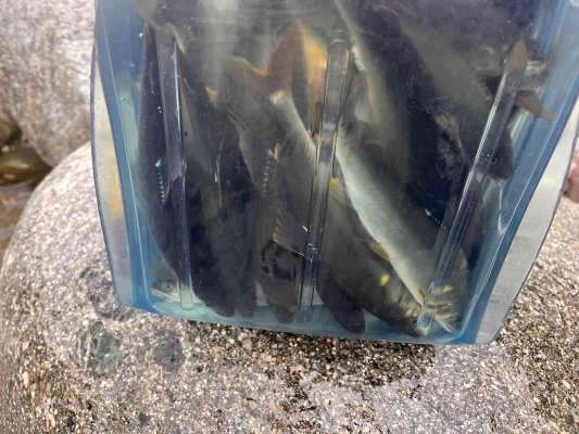大満足の釣果！ボリューミーな鮎で曳舟もいっぱいに！ &copy;釣りビジョン