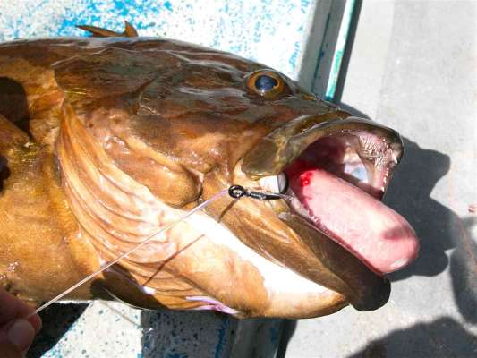 根魚らしい迫力ある魚体。 &copy;釣りビジョン