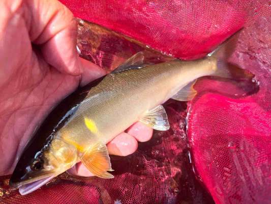相方がアニキの教えを守り手にしたデカ鮎！ &copy;釣りビジョン