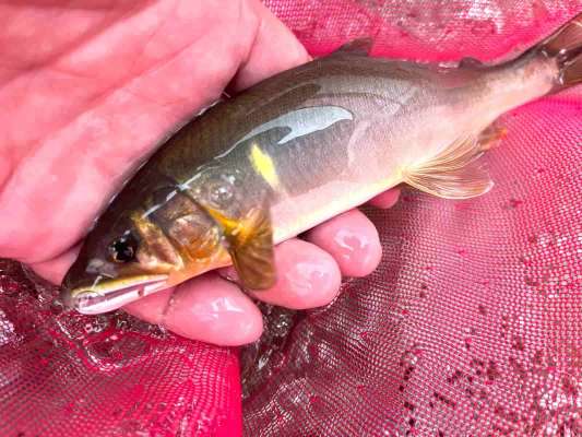 どの鮎も目印をふっ飛ばすアタリ！ &copy;釣りビジョン