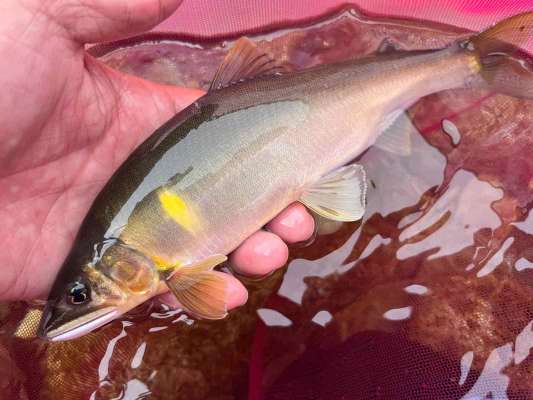 相方が瀬で仕留めた鮎は重量たっぷり &copy;釣りビジョン