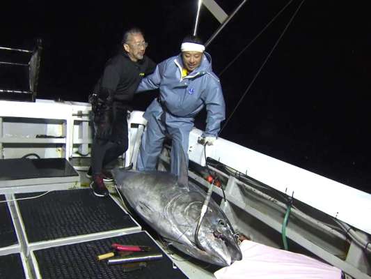 念願のクロマグロを仕留めた！ &copy;釣りビジョン