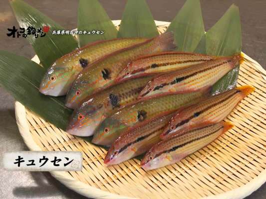 今回のターゲットは明石沖で人気のキュウセン。 &copy;釣りビジョン