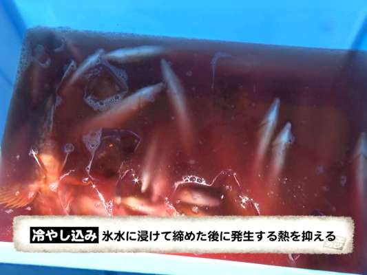 美味しく食べるために血抜きと冷やし込みは欠かせない。 &copy;釣りビジョン