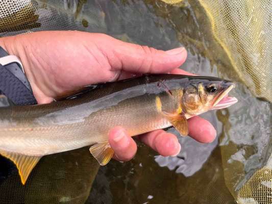 私の初吉野鮎！細身ではあるがパワーは凄い！ &copy;釣りビジョン