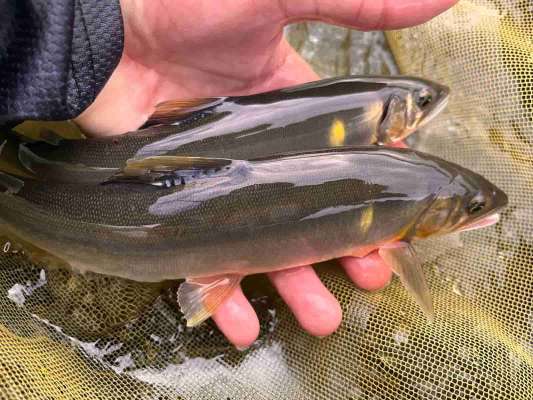 浅場にもデカ鮎！浅場では特大は出ないが数が取れる。 &copy;釣りビジョン