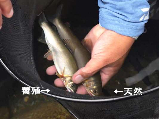 釣り上げた天然鮎と養殖鮎の見分けは清水にも一目瞭然。「大きさ、色、顔つきが違う」と清水。川底の石色と同化して鮎が見えにくい川は鮎のコンディションが良いそうだ。 &copy;釣りビジョン