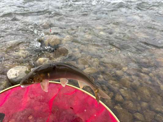 瀬ではポツポツ釣果が上がっていった。 &copy;釣りビジョン
