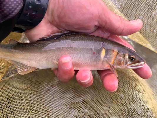 やっと釣れたのは流れの中で来た引き抜群の鮎！ &copy;釣りビジョン