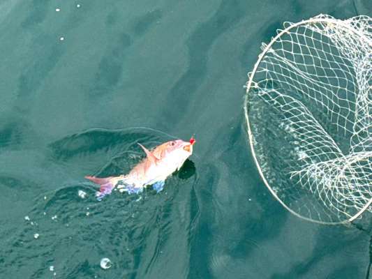 マメな入れ替えと積極的なアワセが釣果に繋がる。 &copy;釣りビジョン