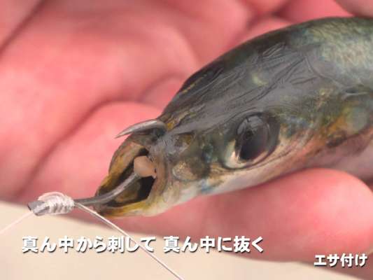 相馬で使うエサは平均15cmのマイワシ。親針を鼻の少し前を狙って付ける。真ん中から刺して真ん中から抜くことが大事！マゴ針は針先が頭の方を向くようにセット。背掛けの場合は背鰭の後ろ、腹掛けの場合は肛門の後ろにセットする。&copy;釣りビジョン