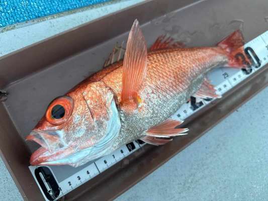 アベレージサイズのアカムツ、総じて型がイイ！ &copy;釣りビジョン