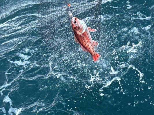 赤い魚体が海面を割るとテンションが上がる！ &copy;釣りビジョン