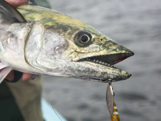 これからはミノーでの釣りも楽しみだ。 &copy;釣りビジョン