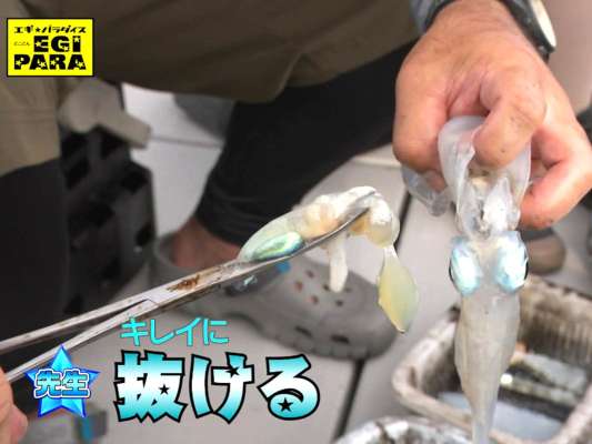 スミ抜き講座。銀色の部分がスミ袋。スミ袋の下側をつまみ、イカと平行に抜くとキレイに取れる。金高もチャレンジしてキレイにスミ袋を取り除いて見せた。&copy;釣りビジョン