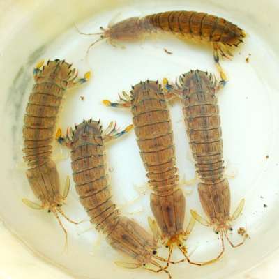 スミイカは寿司ネタにもなるシャコが大好物