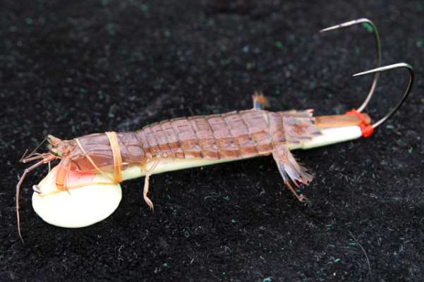 シャコをテンヤに装着したところ