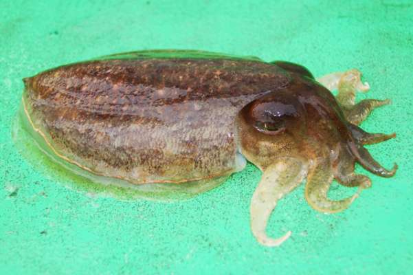 スミイカはこの格好で泳いでいる