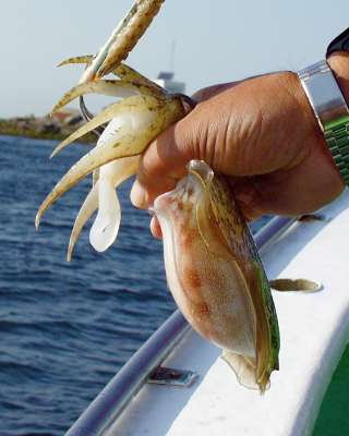 墨攻撃をかわすには口を外側へ向けて、首根っこをギュッとつかむ