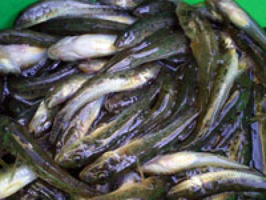 超高級食材のハゼ
