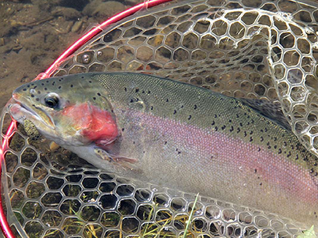 刺し身でも美味しいエリアのブランド鱒＆名物鱒とは？ | 釣りビジョン マガジン | 釣りビジョン