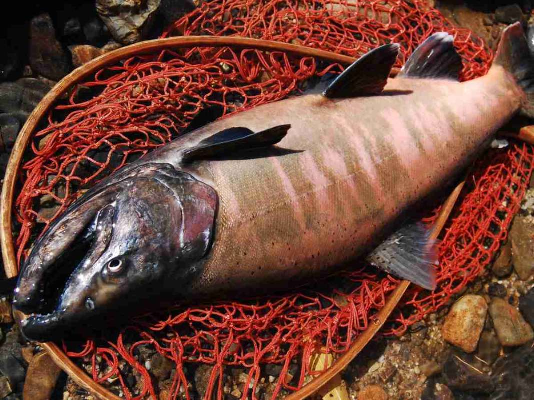 【期間限定の超希少魚】紅葉に染まる秋の渓流で“秋鱒”を狙う！！ | 釣りビジョン マガジン | 釣りビジョン