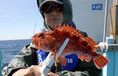 千葉県・南房総、洲崎沖の“カサゴ五目”、南国気分で根魚天国！